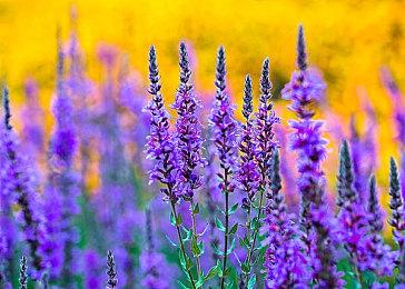 《光环：无限》“裂隙：天雷”活动第四周上线